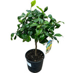 Lamai pe picior - Citrus lemon H60 cm