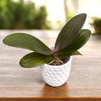 Phalaenopsis KS Balm 'Yellow Chocolate' *parfyymoitu