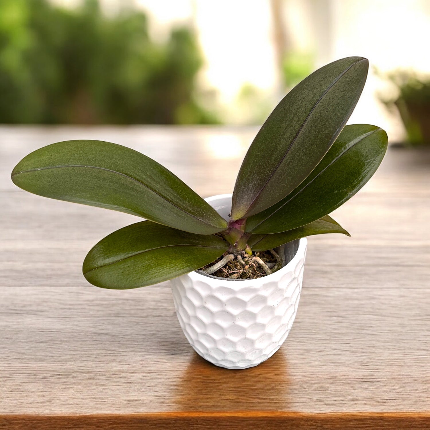 Phalaenopsis KS Balm 'Yellow Chocolate' *parfyymoitu