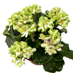 Green Violets - Saintpaulia Inova Xtra The Green