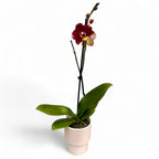 Phalaenopsis Bad Candy