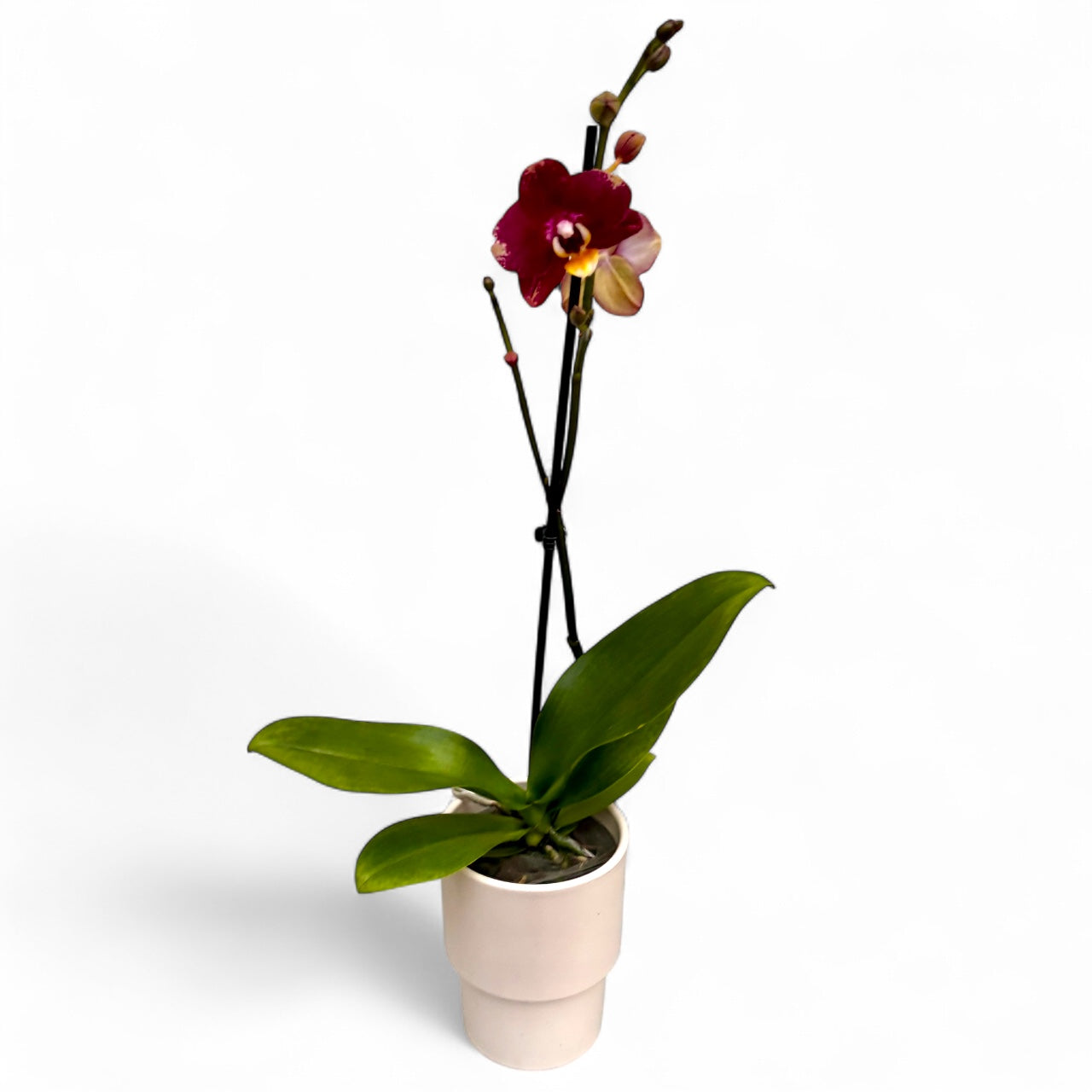 Phalaenopsis Bad Candy