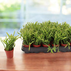 Selenicereus wercklei - cactus cu flori spectaculoase parfumate