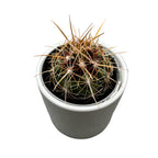 Thelocactus bicolor