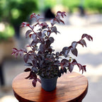 Liliac indian cu foliaj rosu si flori albe - Lagerstroemia indica 'Lunar Magic' (Crapemyrtle)