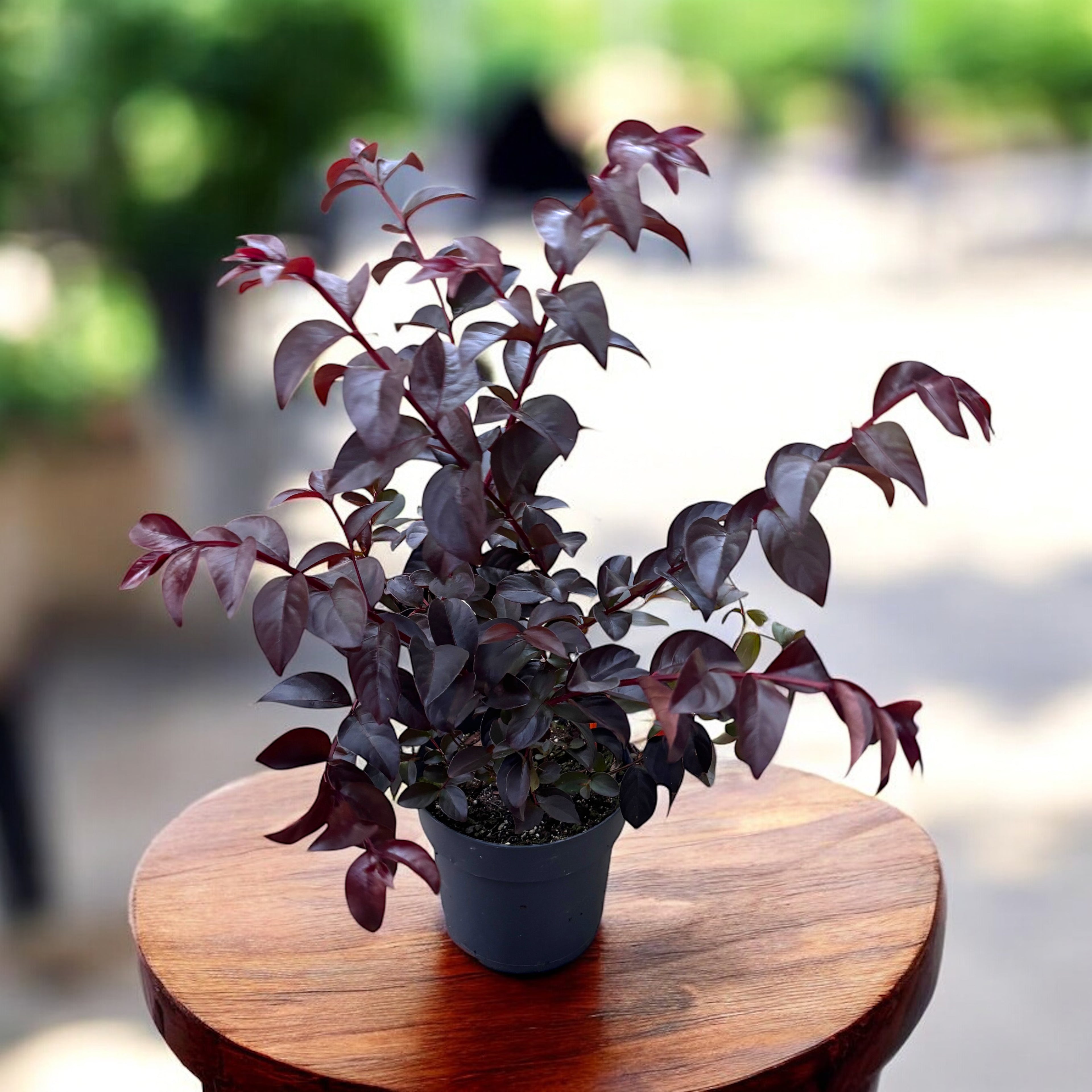 Liliac indian cu foliaj rosu si flori albe - Lagerstroemia indica 'Lunar Magic' (Crapemyrtle)