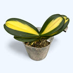 Phalaenopsis Chia E Yenlin (strong inner variegation)