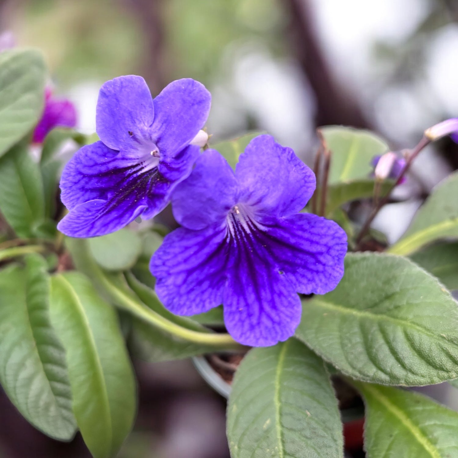 Streptocarpus 'Spirit'