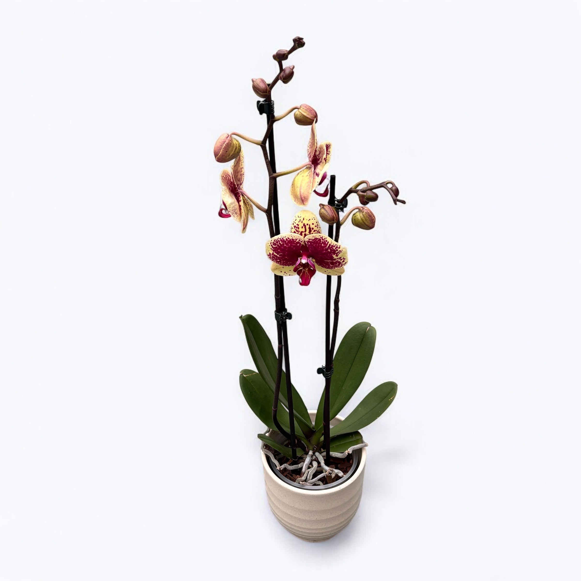 Phalaenopsis 'Limited #92’