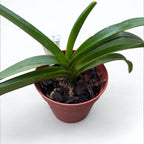 Van. Ploenpit Prize AM/AOS parfumé