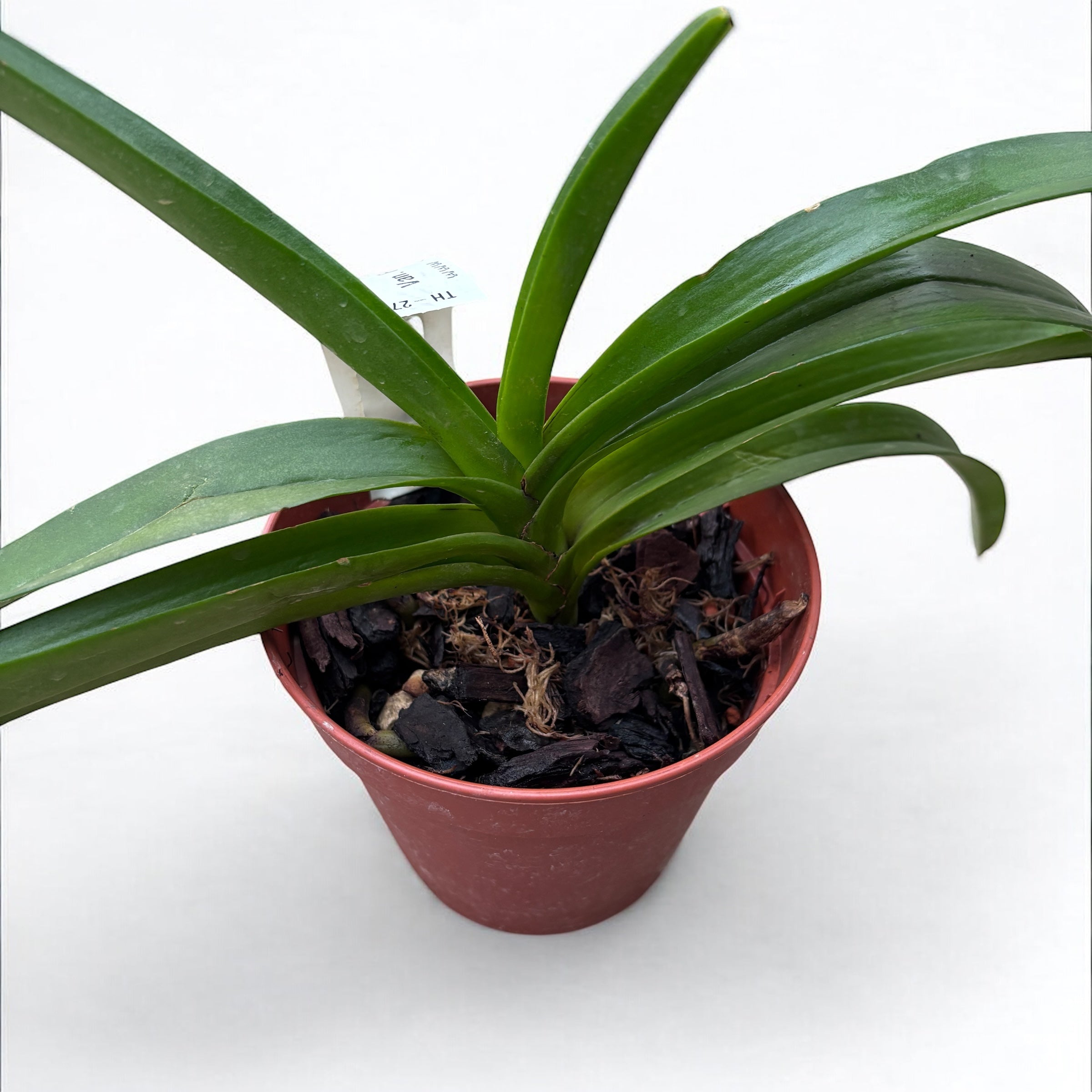 Van. Ploenpit Prize AM/AOS parfumat