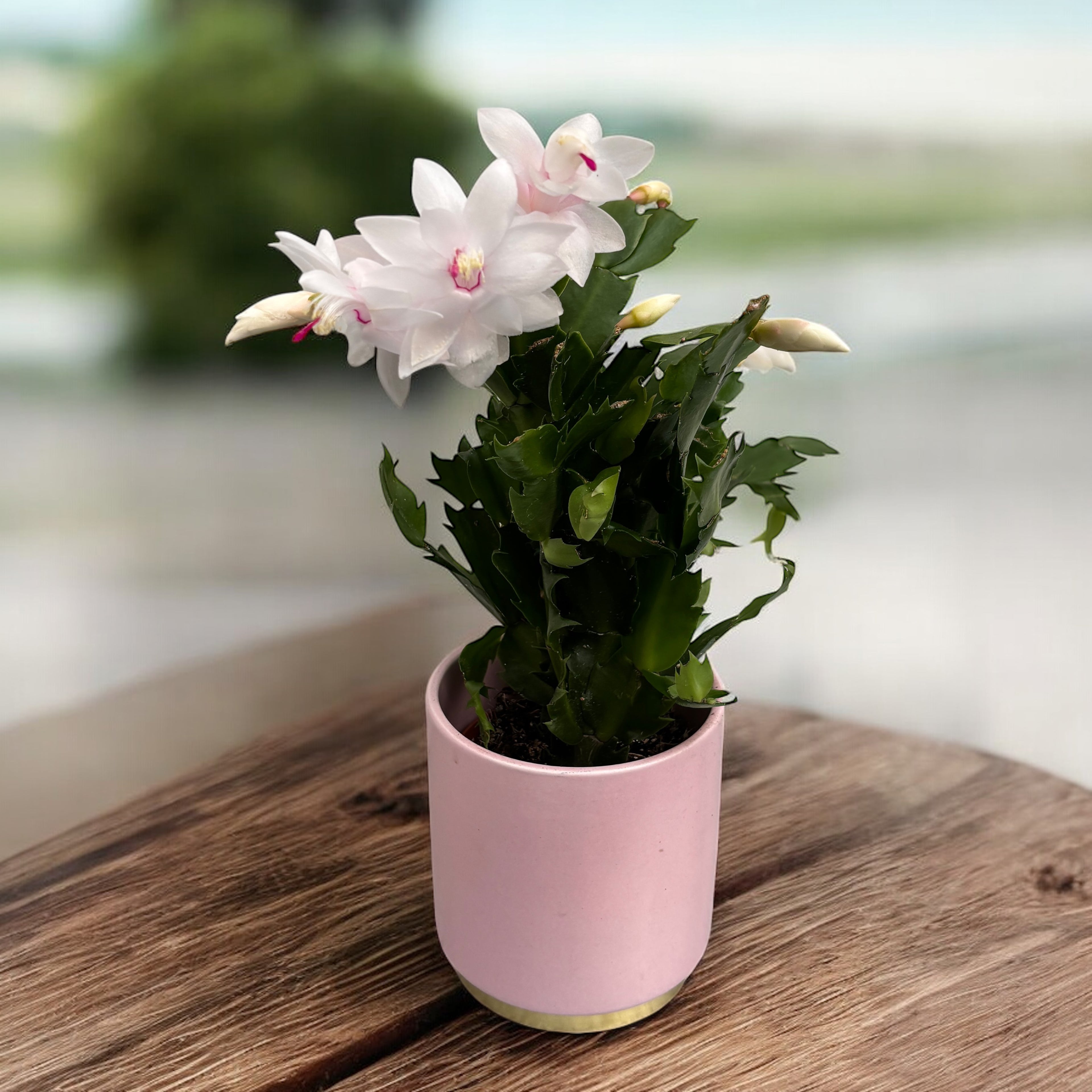 Craciunita alba - Schlumbergera 'White Eva'