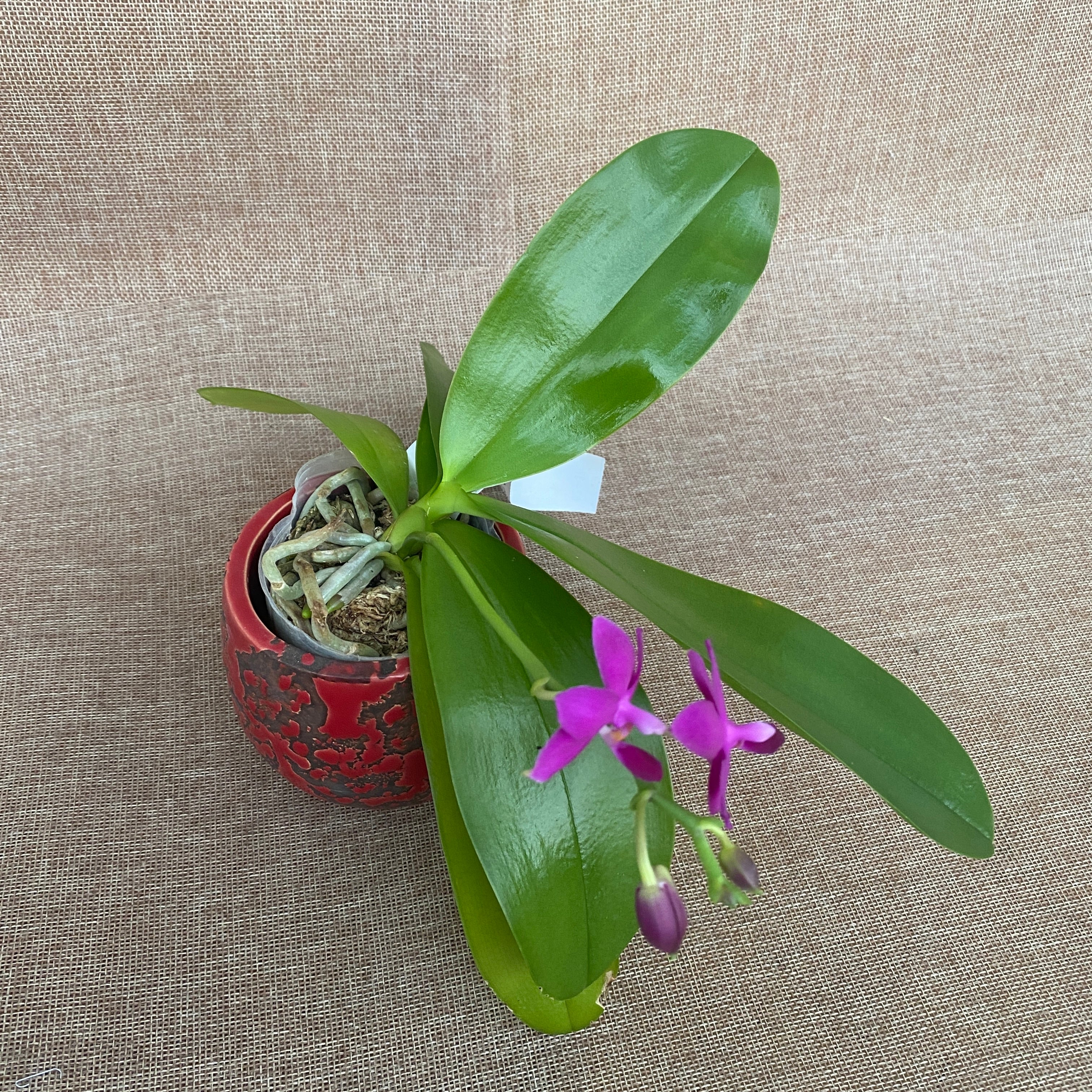 Phalaenopsis Sapphire's Galah (Phal. Purple Martin × Phal. violacea)