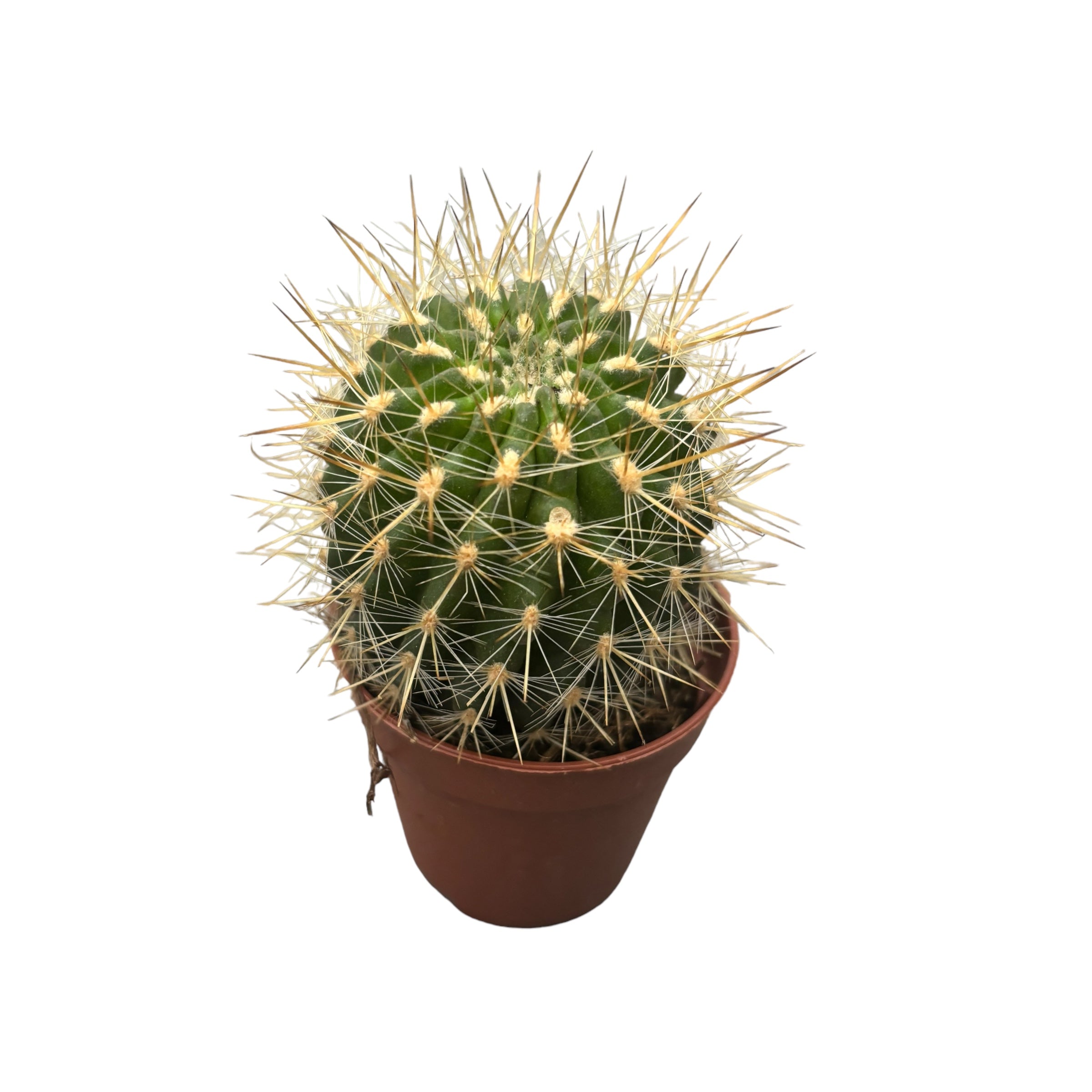 Weingartia Neocumingii