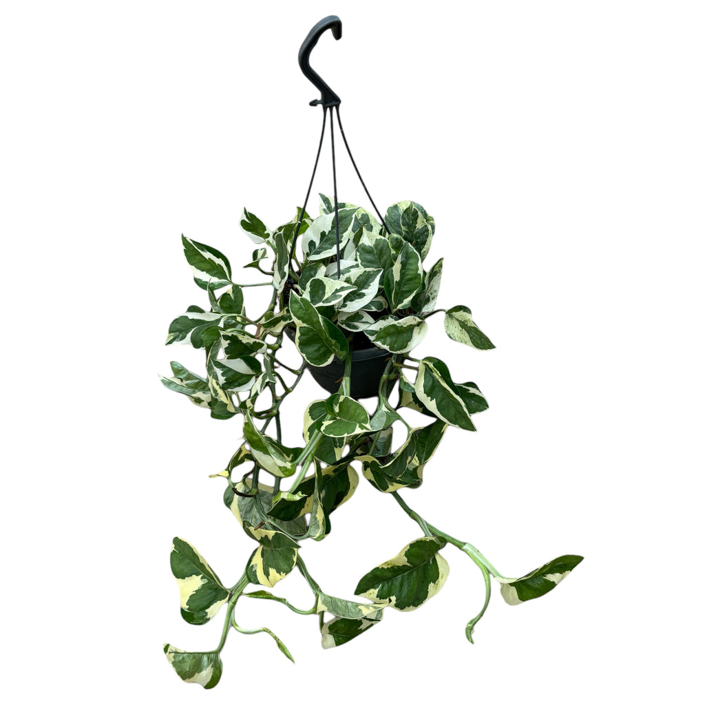 Epipremnum (Scindapsus) aureum 'N'joy' - XL Exemplare