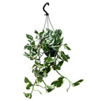 Epipremnum (Scindapsus) aureum 'N'joy' - exempláre XL