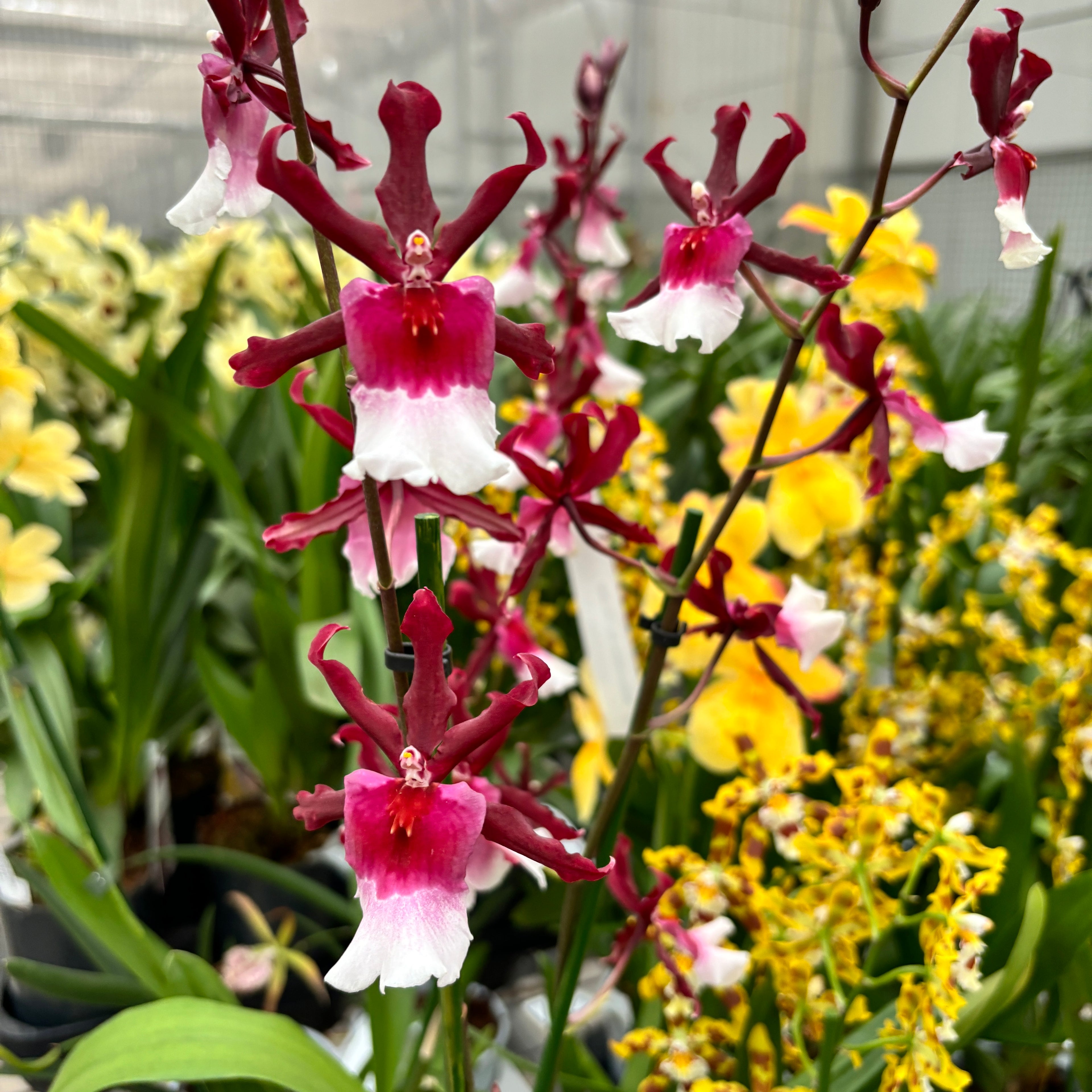 Miltonidium Bartley Star fragrant