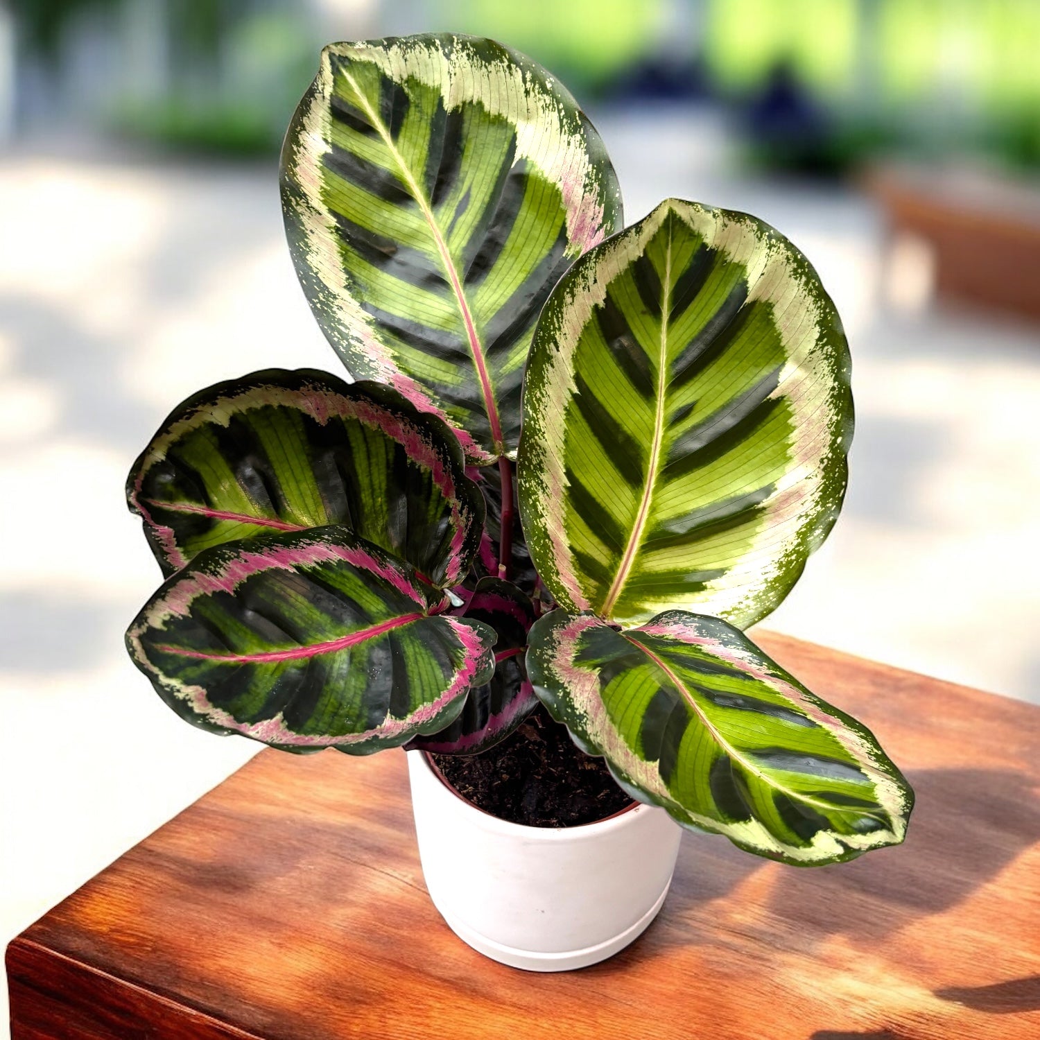 Calathea Roseopicta Angela