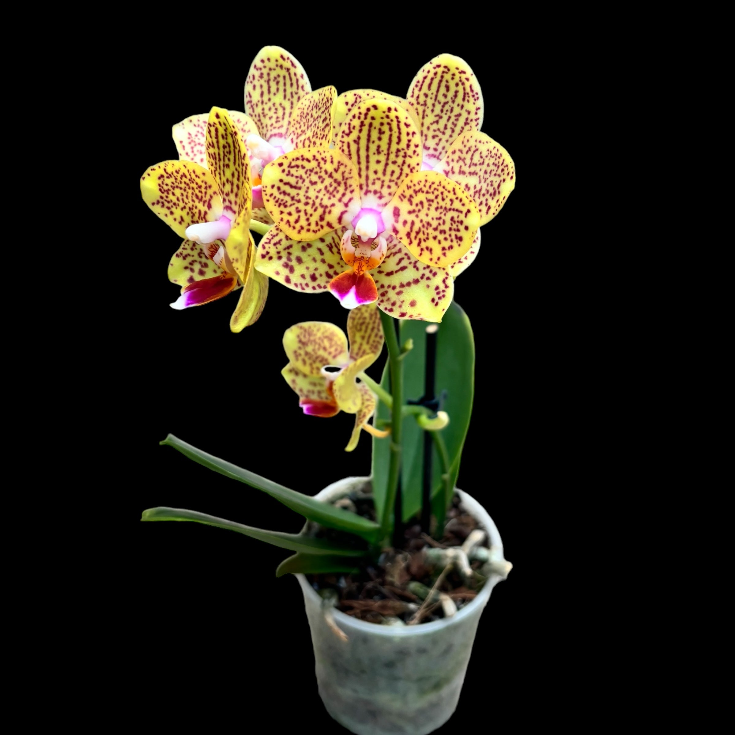 Phalaenopsis « Limited #68 »