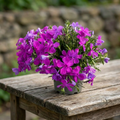 Phlox subulata ‘Fabulous Rose' - brumarele taratoare roz