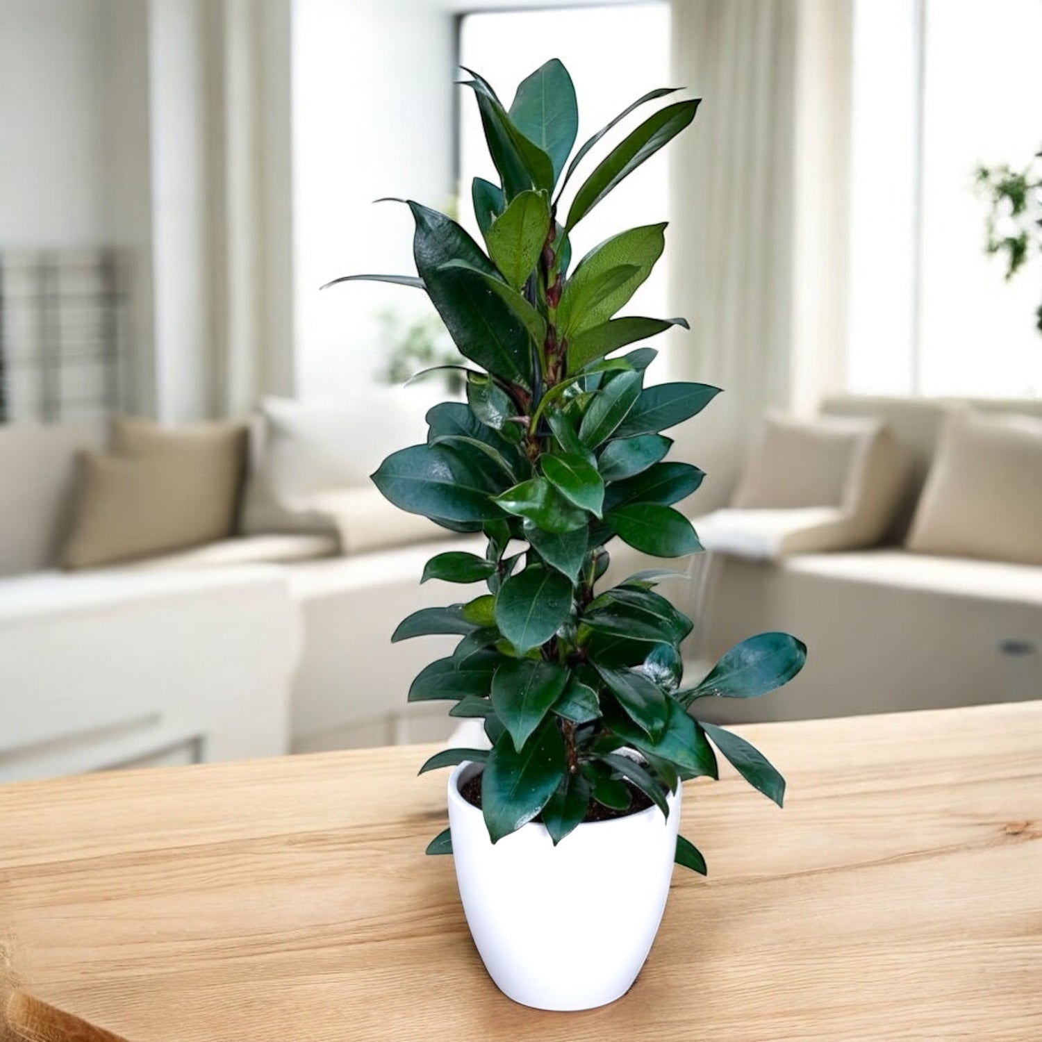 Ficus cyathistipula (Smochinul African)