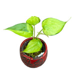 Alocasia cucullata 'Banana Split' (Tarka)