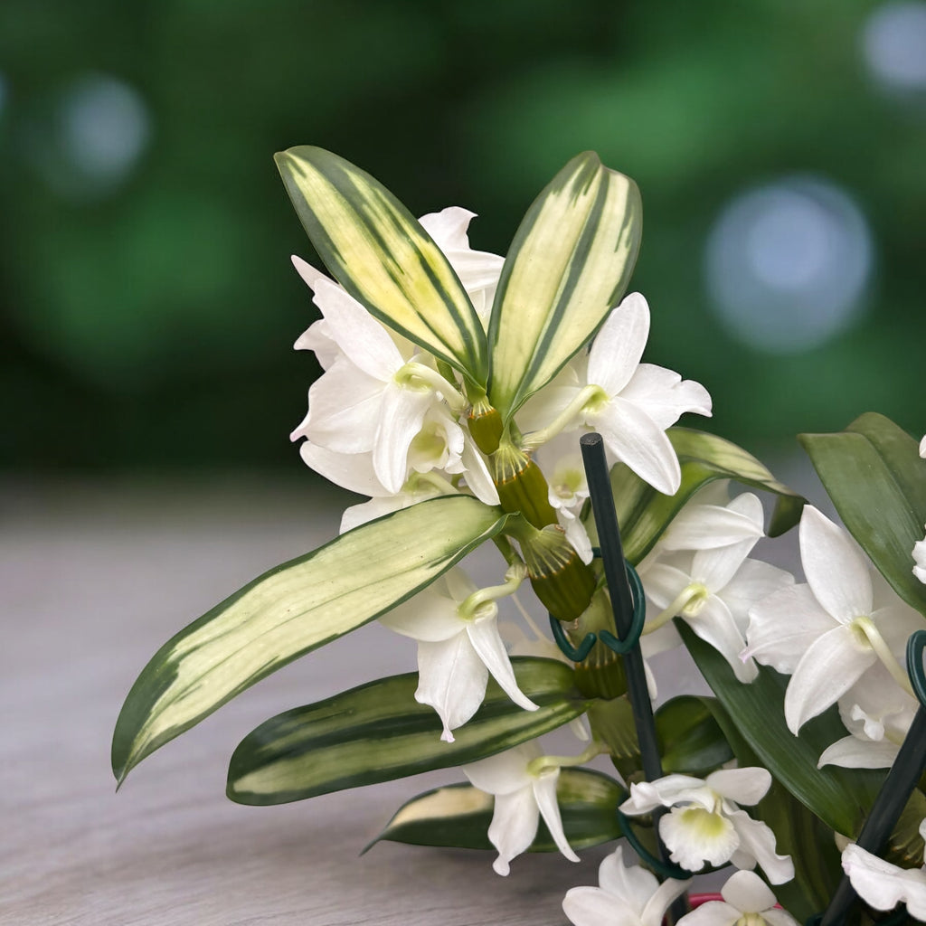 Dendrobium nobile Apollon - frunze variegate (unicat)