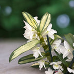 Dendrobium nobile Apollon - frunze variegate (unicat)