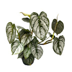 Philodendron brandtianum (Filodendron srebrzysty)