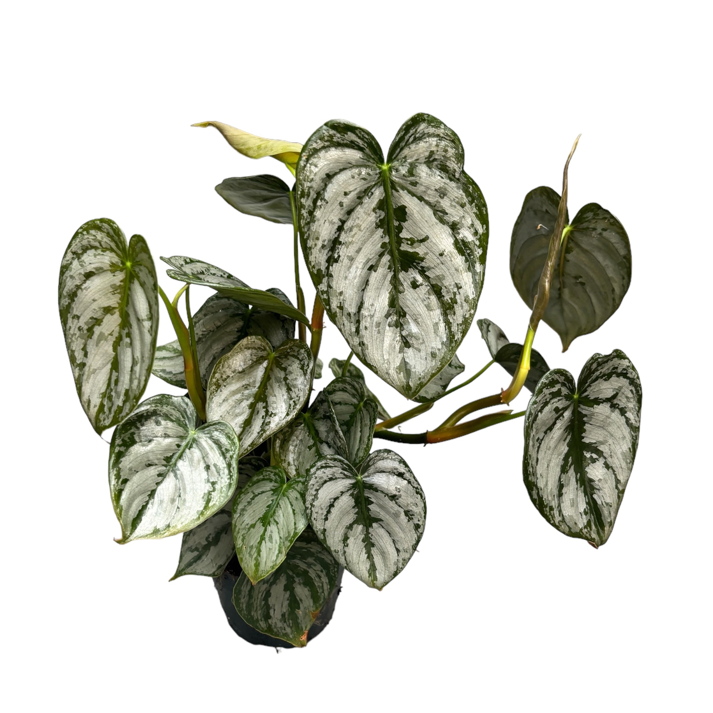 Philodendron brandtianum (Silver Leaf Philodendron)