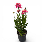Epidendrum radicans ‘Pink Coral’ XL