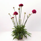 Armeria pseudarmeria 'Ballerina Red' -  Planta perena cu flori rosii globulare, pentru borduri, rocarii si gradini insorite