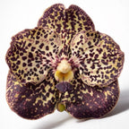 Vanda Sunanda Ocelot Mocha (ANSU)