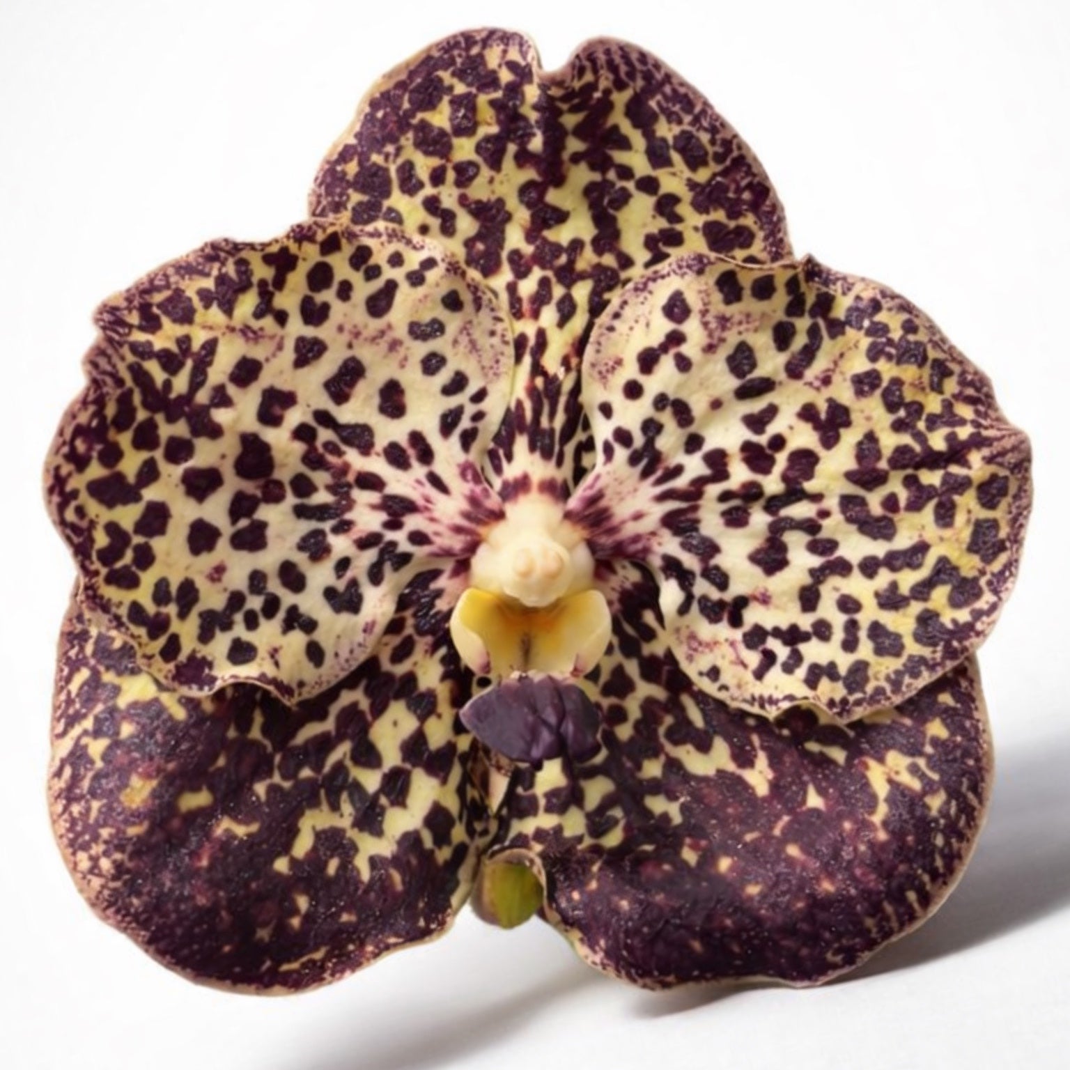 Vanda Sunanda Ocelot Mocha (ANSU)