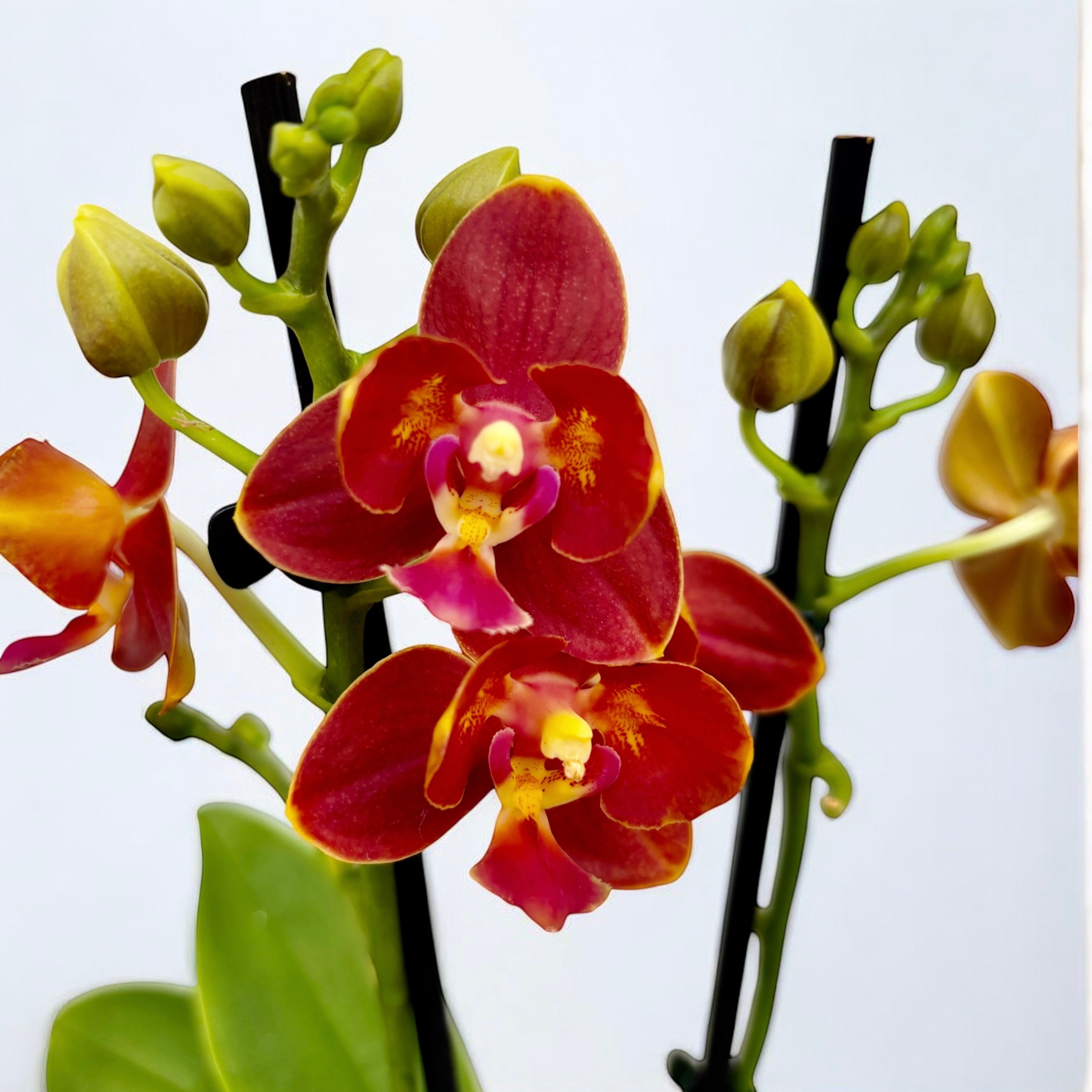 Phalaenopsis Yaphon Perfume 'Coffee Red' - pelorische und duftende Blumen