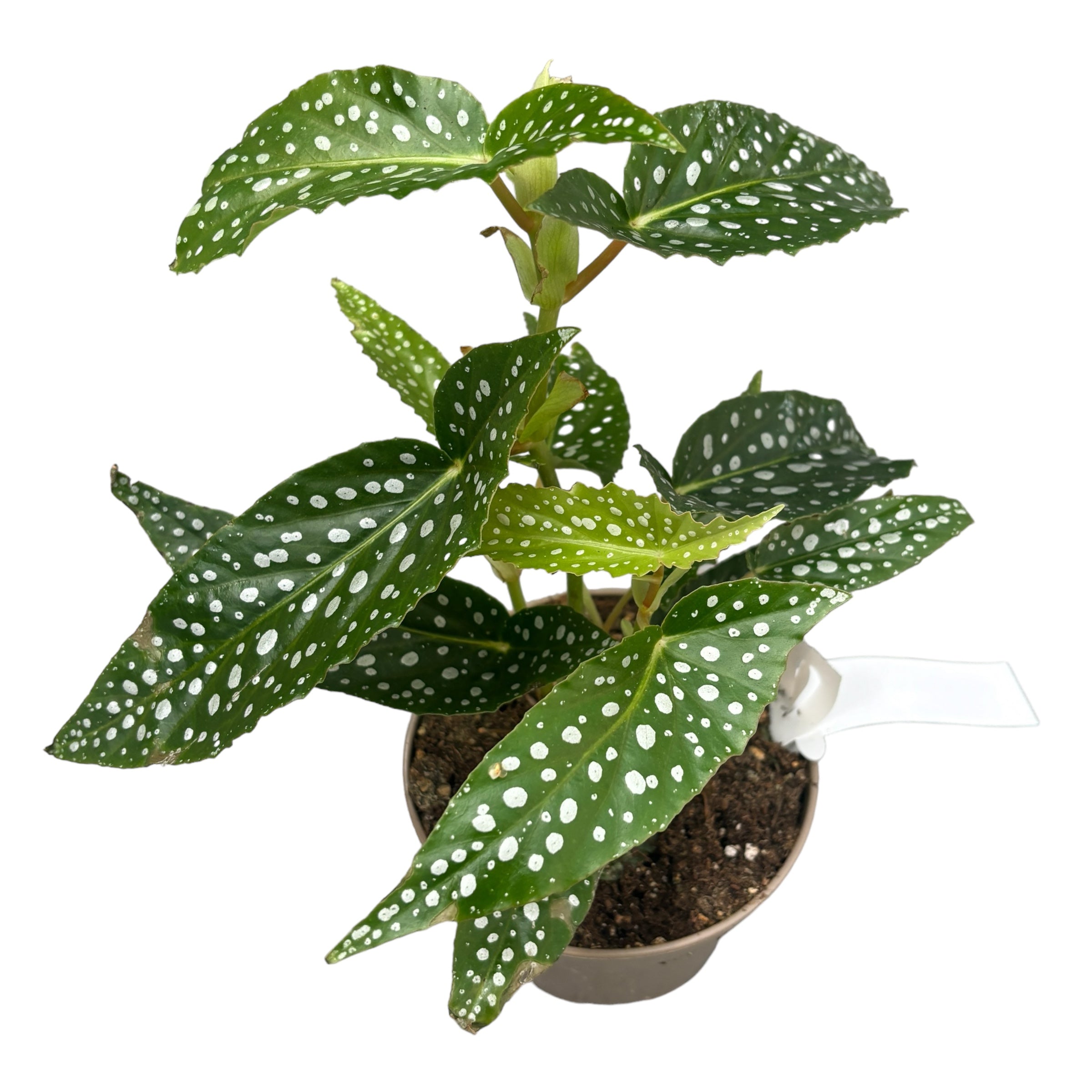 Begonia corallina ‘Tamaya’ -  Planta de interior eleganta cu flori roz