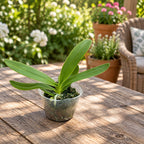 Phalaenopsis pulcherrima var. coerulea 'Splash'