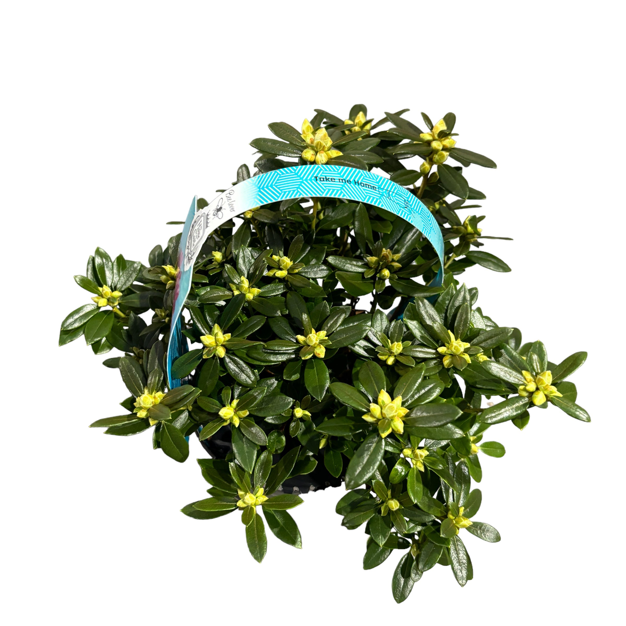 Rhododendron Pintail - azalee de gradina – Secret Garden Plant Shop