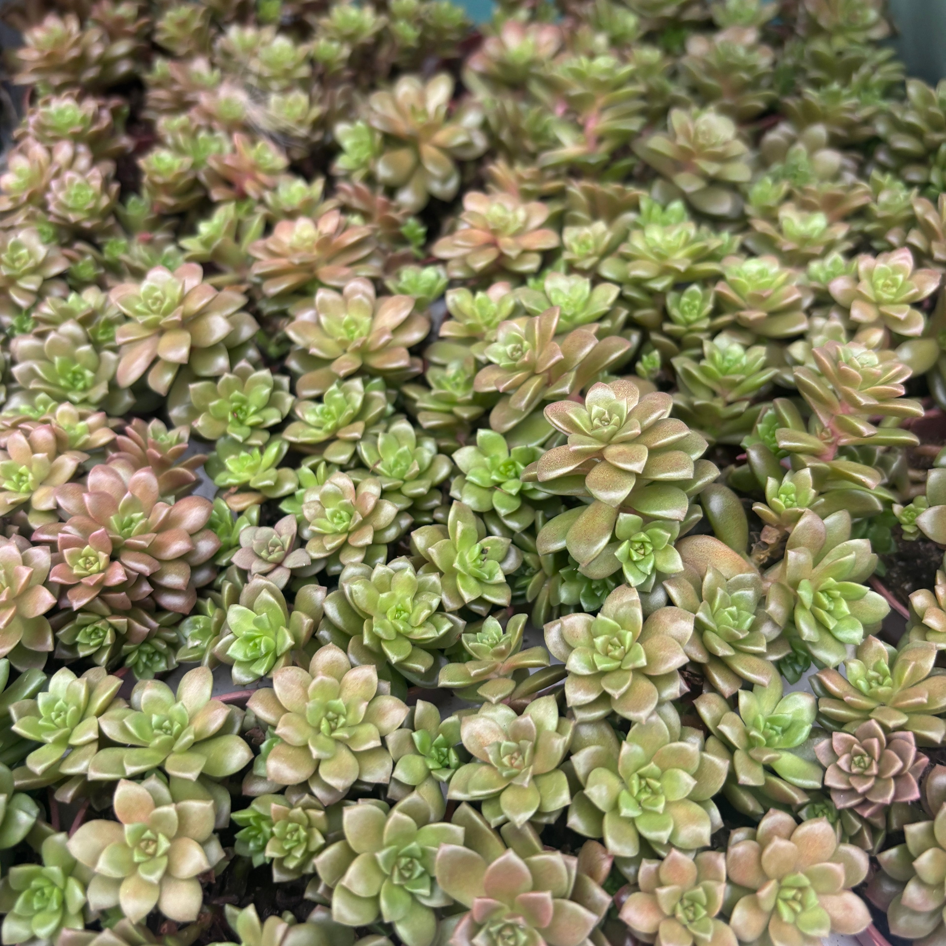 Graptosedum 'Little Gimmie'