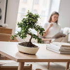 Bonsai Carmona forma S