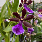 Zygopetalum hibrid #04 - parfumat