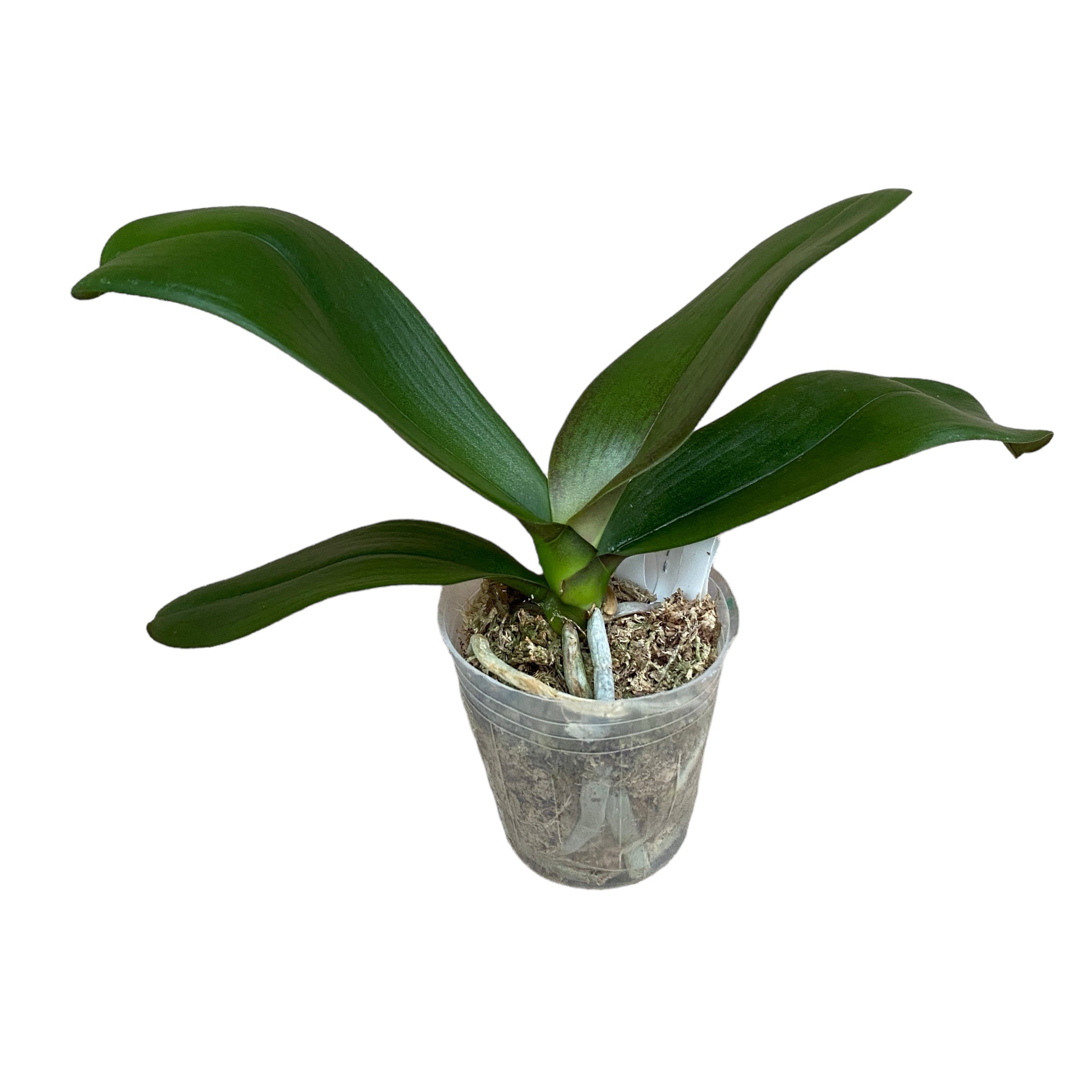 Phal. Hsinying Leopard × Tying Shin Golden Rose