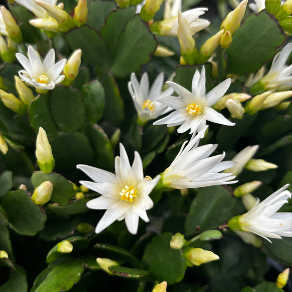 Rhipsalidopsis ‘White Fire’ (floarea pastelui alba)