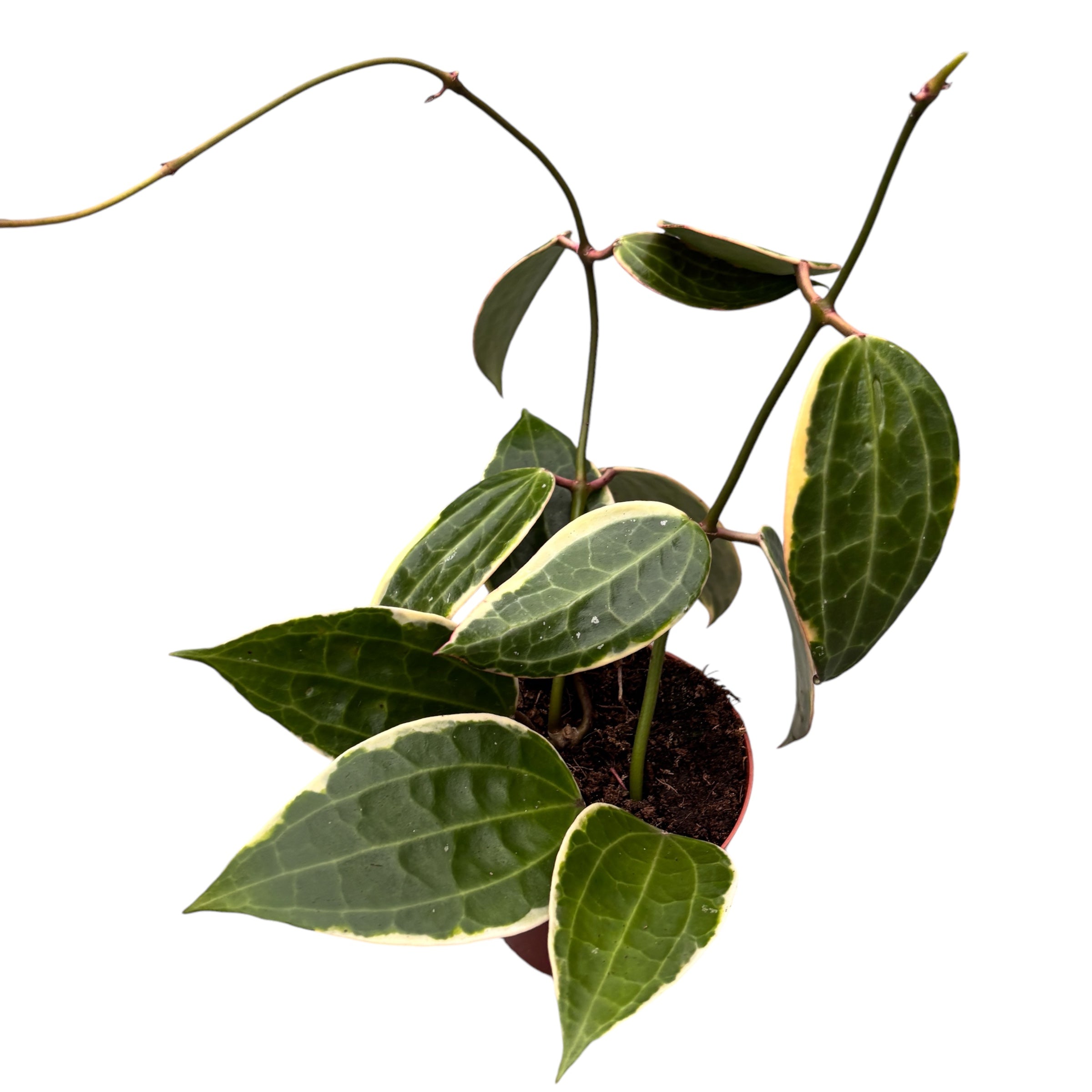 Hoya latifolia 'Albomarginata' D9