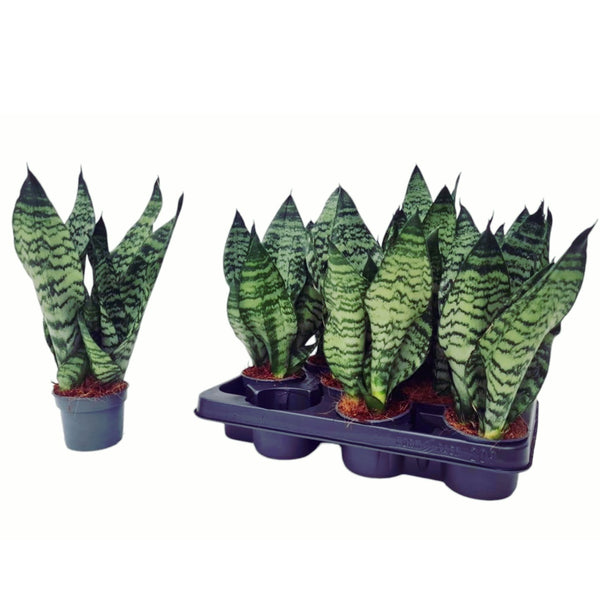 Sansevieria Trifasciata Zeylanica 'Compacta' 2pp