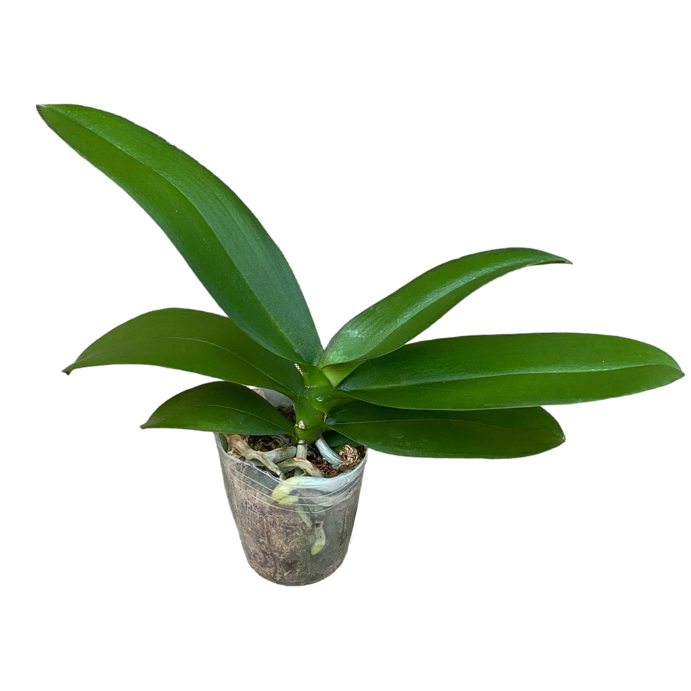 Phalaenopsis Fuller's Master (Big Lip)