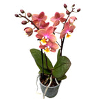 Phalaenopsis Melion - intensiv duftende Blumen (Parfüm Kollektion)
