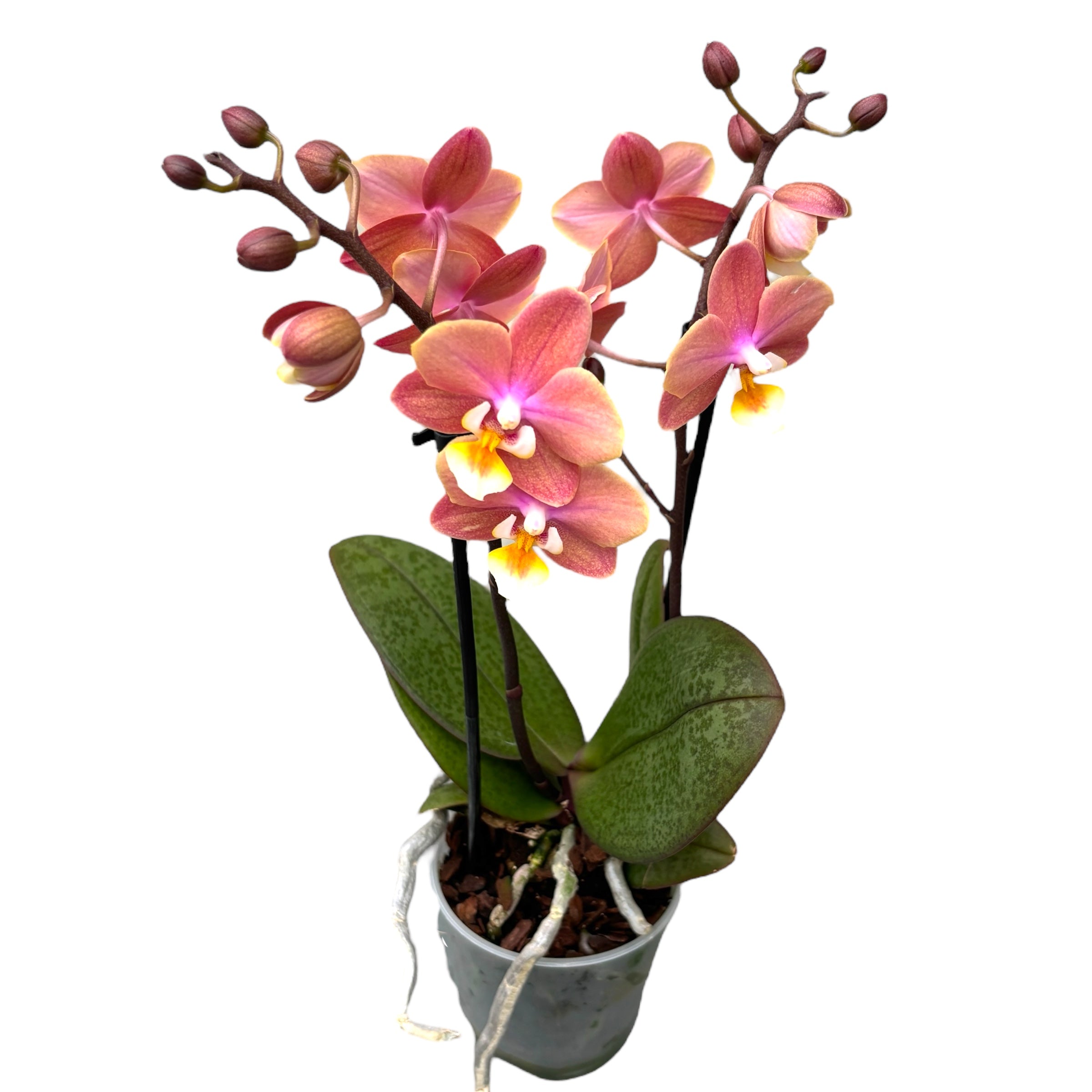 Phalaenopsis Melion - fleurs intensément parfumées (Collection Parfum)