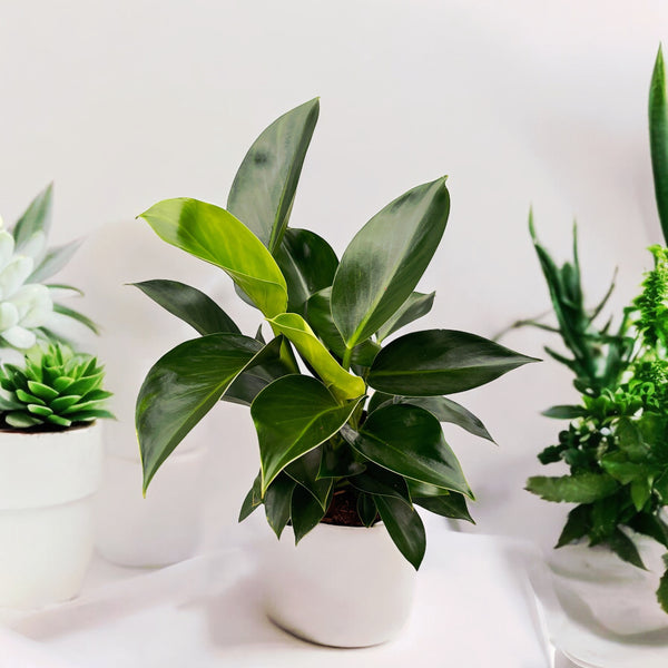 Philodendron Green Princess (bush)