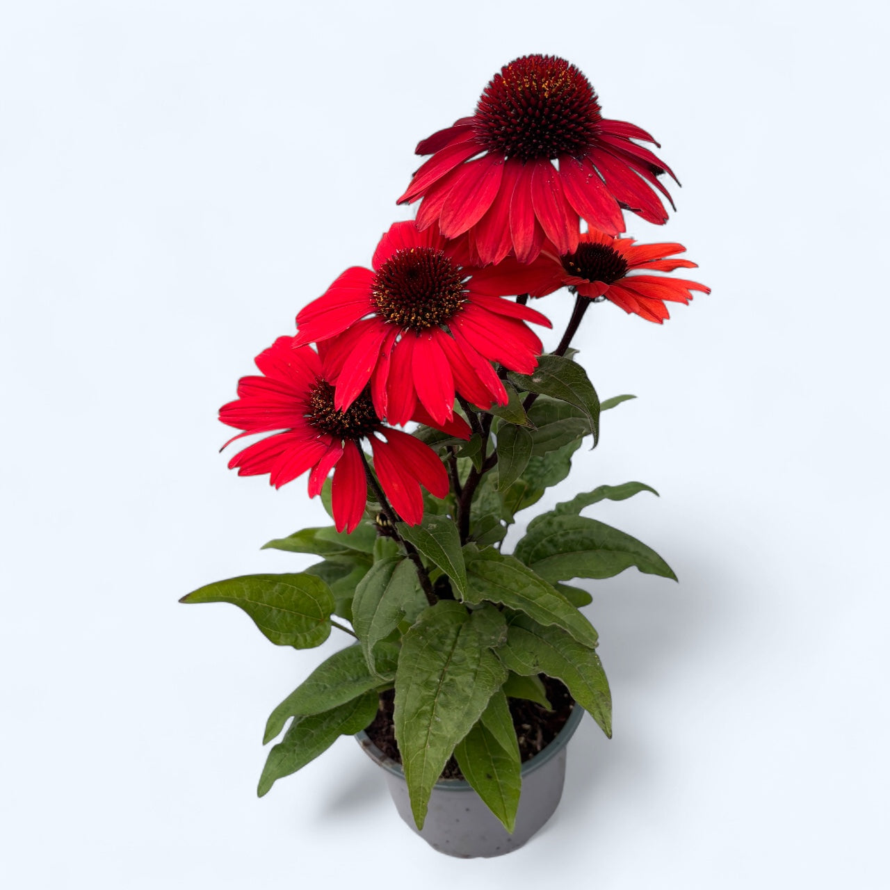 Echinacea purpurea Lakota Red